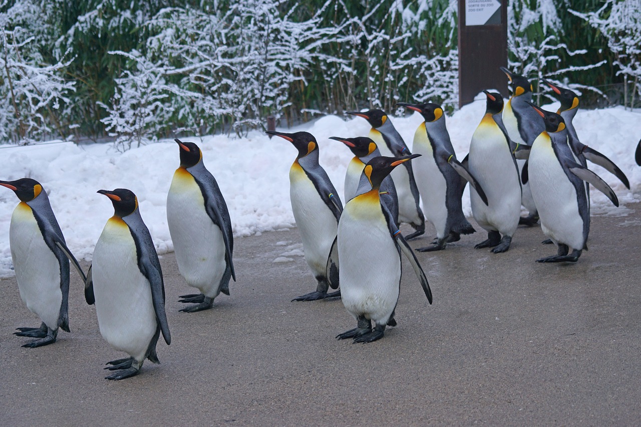 Pinguino Reale Pinguino Reale