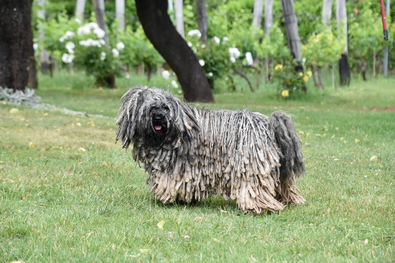 Puli Puli