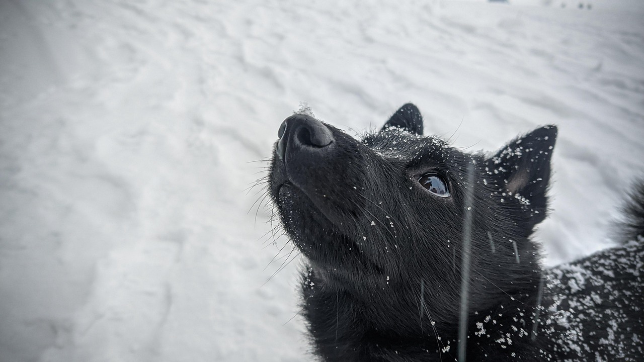 Schipperke Schipperke