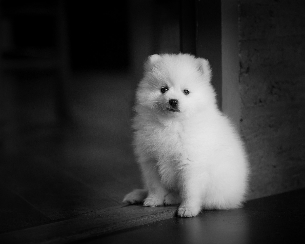 Spitz Giapponese