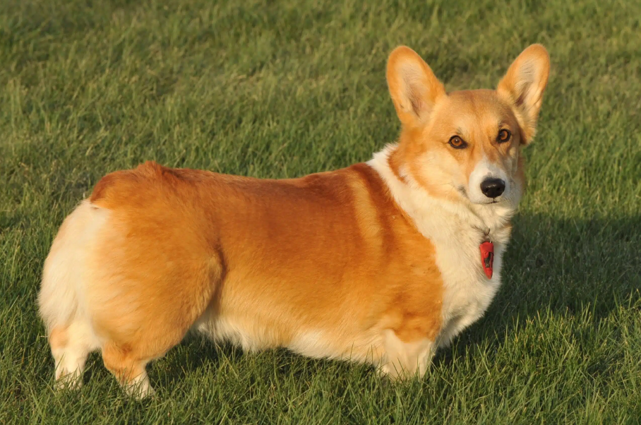 welsh corgi1