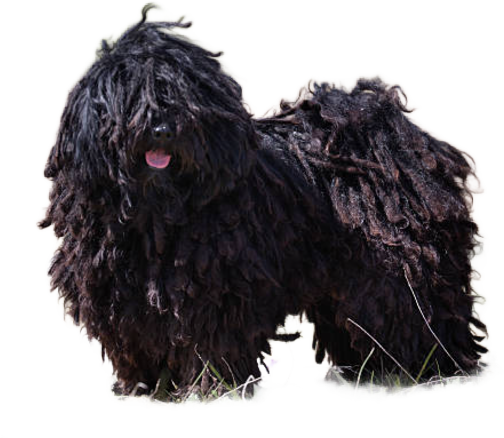 Cane Puli