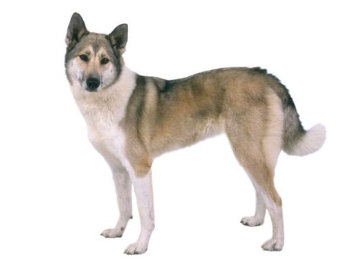 Laika della Siberia Orientale