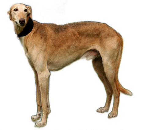 Levriero Polacco