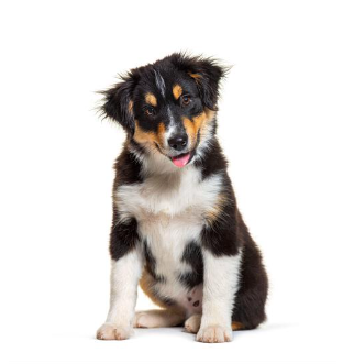 Miniature American Shepherd