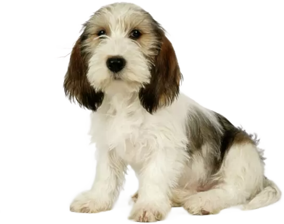 Petit Basset Griffon Vendéen