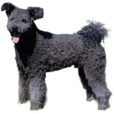 Pumi
