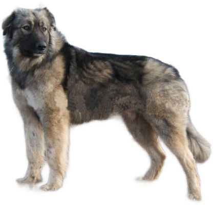 Romanian Carpathian Shepherd Dog