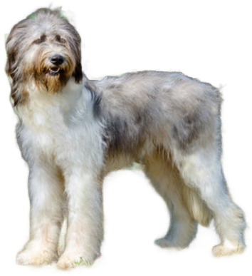 Romanian Mioritic Shepherd Dog
