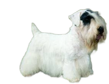 Sealyham Terrier