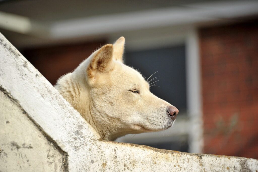 Korean Jindo dog