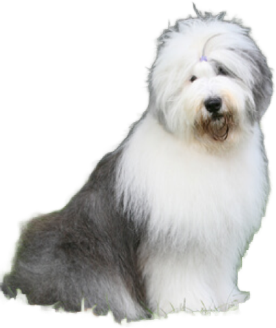 Old English Sheepdog
