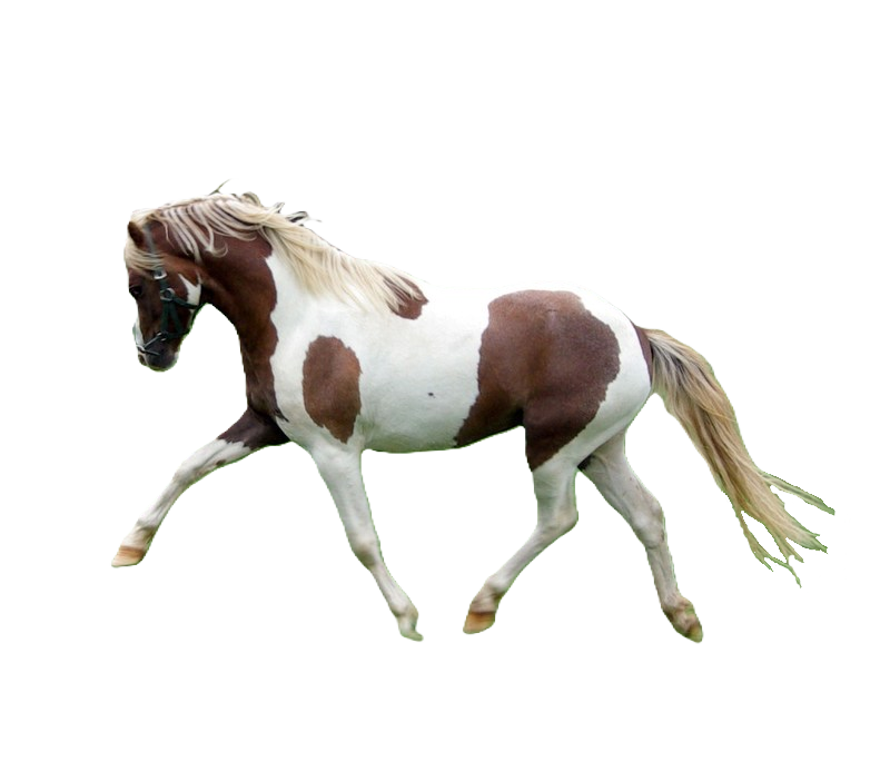 Pony Australiano