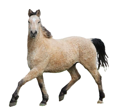 Cavallo Bashkir