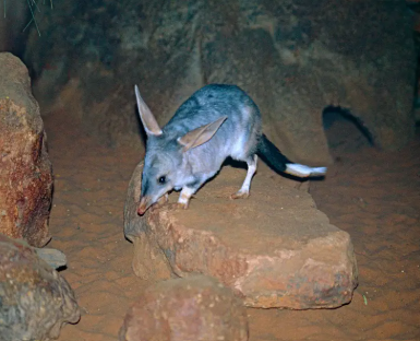 Bilby maggiore