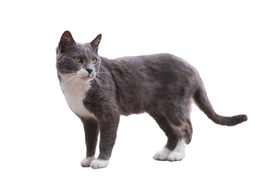 Brazilian Shorthair