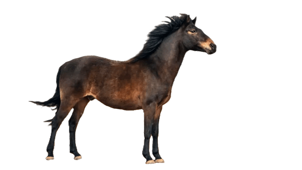 Cavallo Brumby