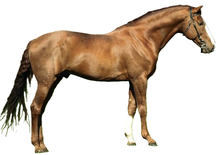 Cavallo Budyonny