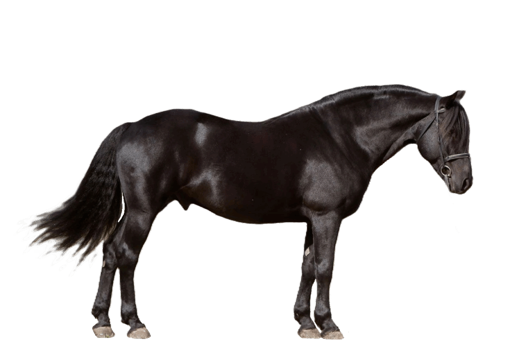 Cavallo Cutting canadese