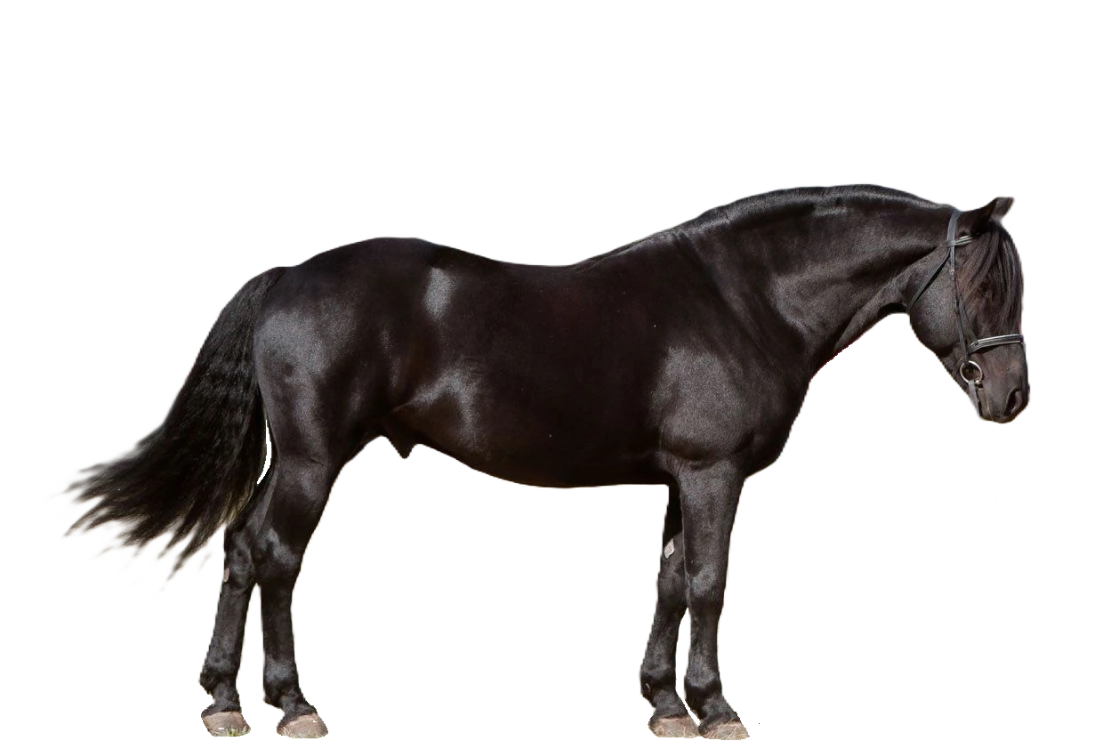 Cavallo Cutting canadese