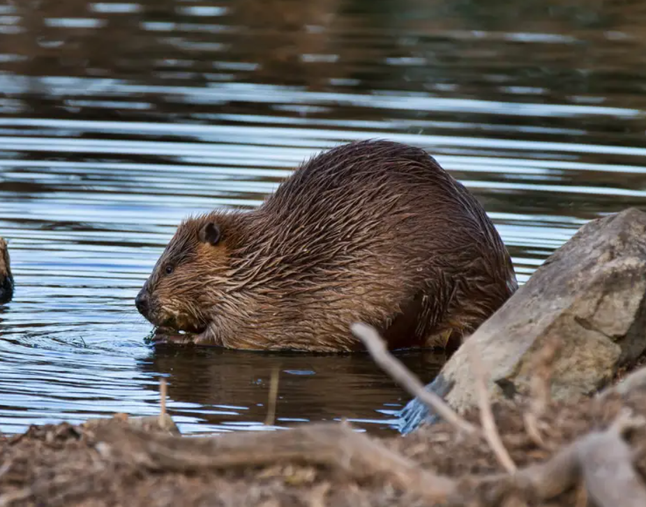 Castoro nordamericano
