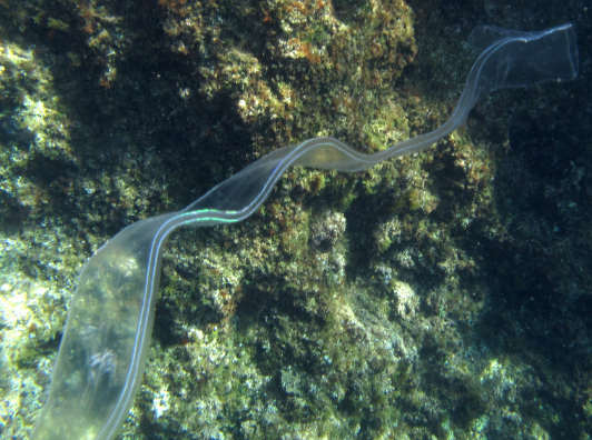 Cestum veneris