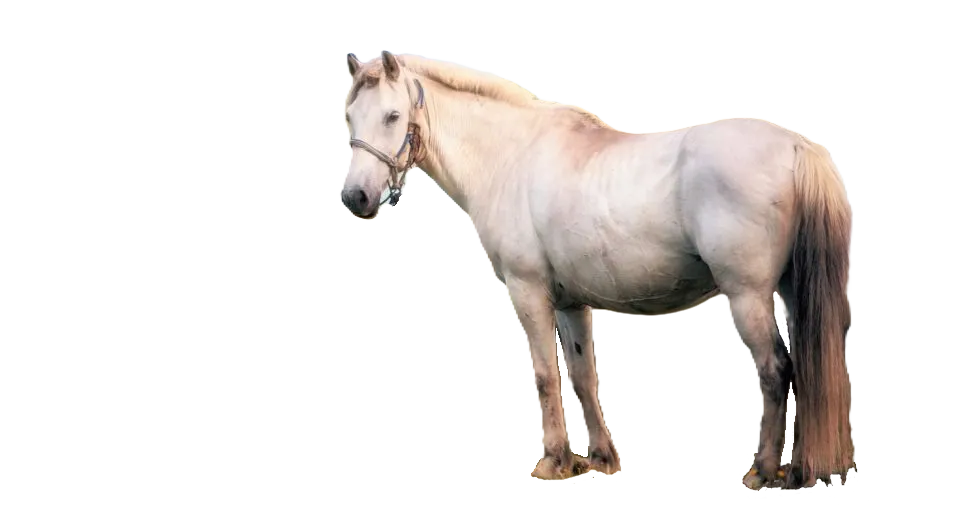 Pony cinese