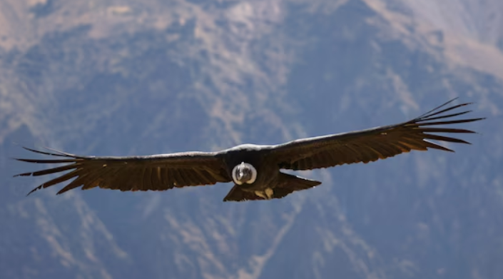 Condor delle Ande