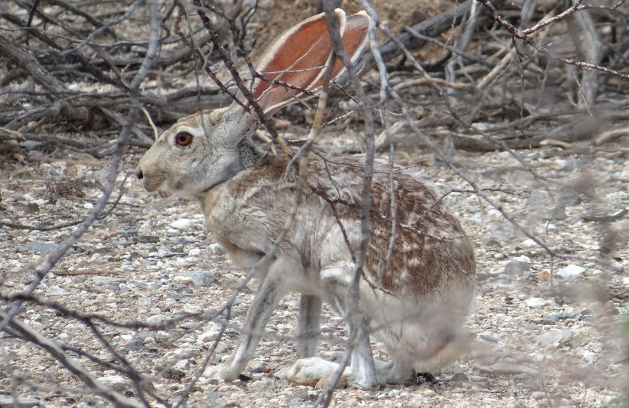 Coniglio antilope
