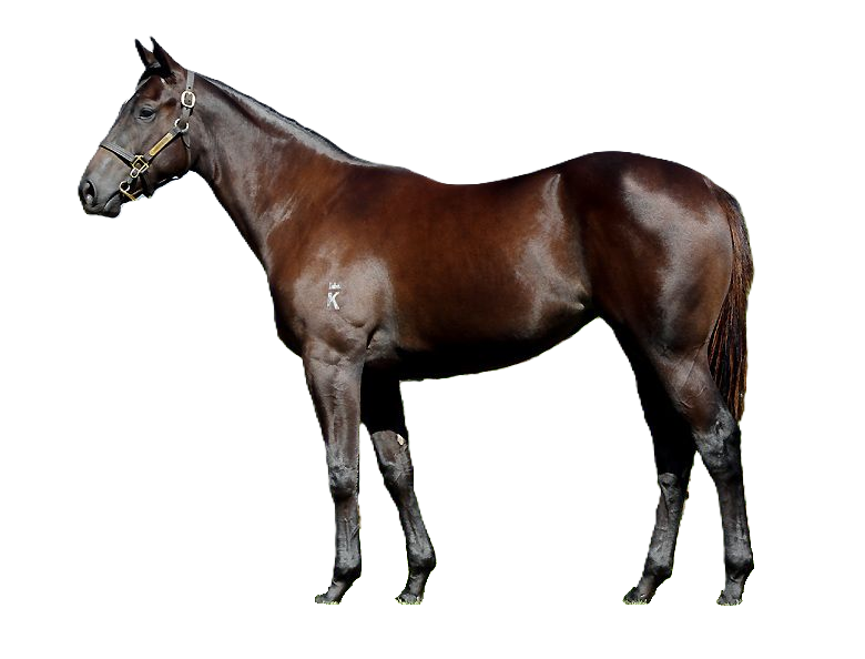 Cavallo Danubiano