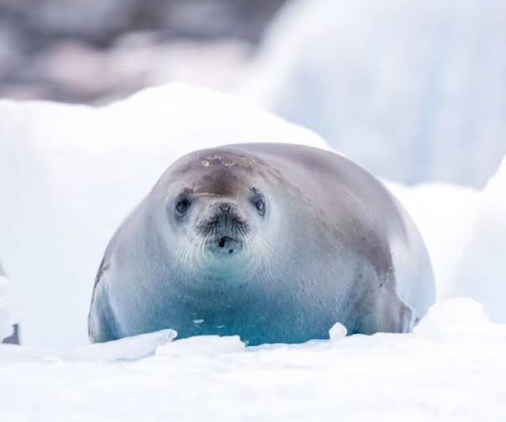 Foca di Ross
