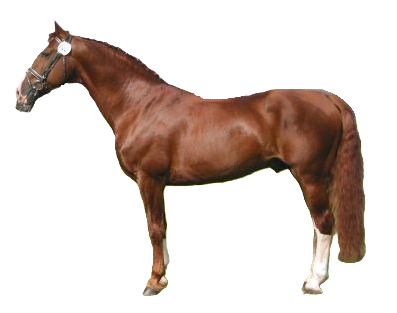 Cavallo Frederiksborg