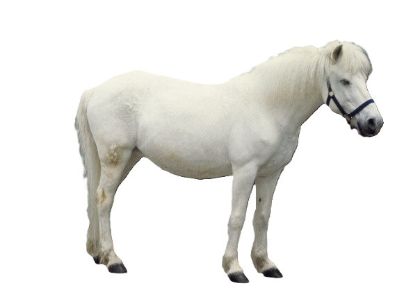 Cavallo Hokkaido
