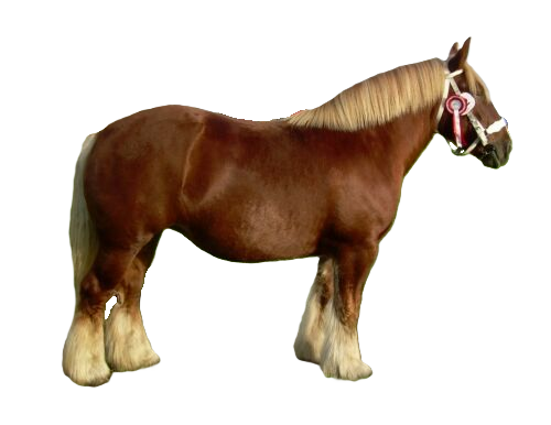 Cavallo Jutland