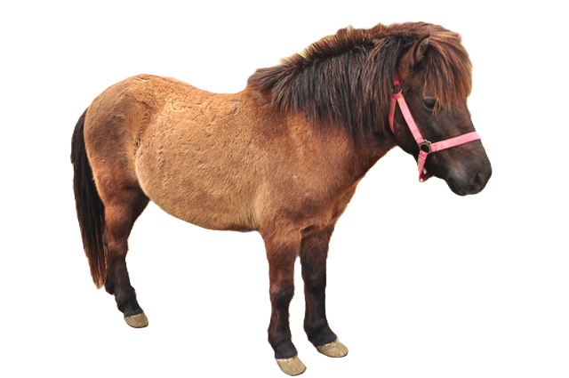 Kagoshima Pony