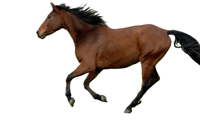 Cavallo Karabakh