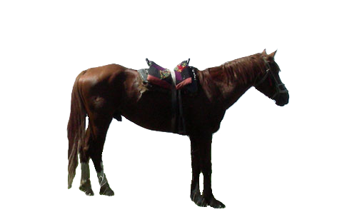 Cavallo Kazakh
