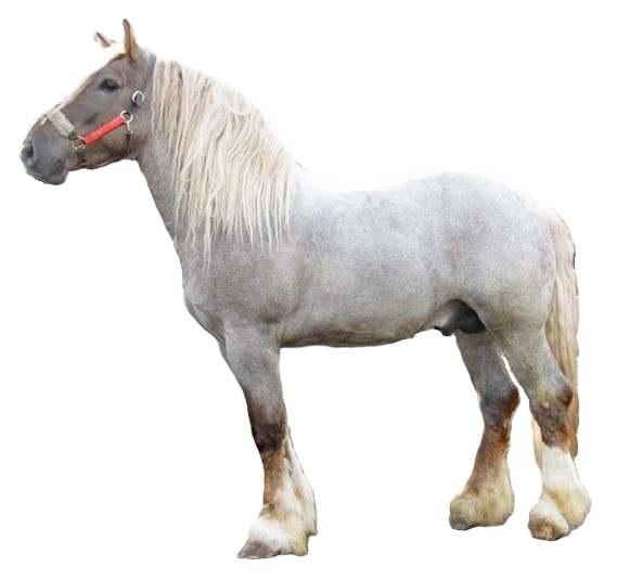 Cavallo Lituano