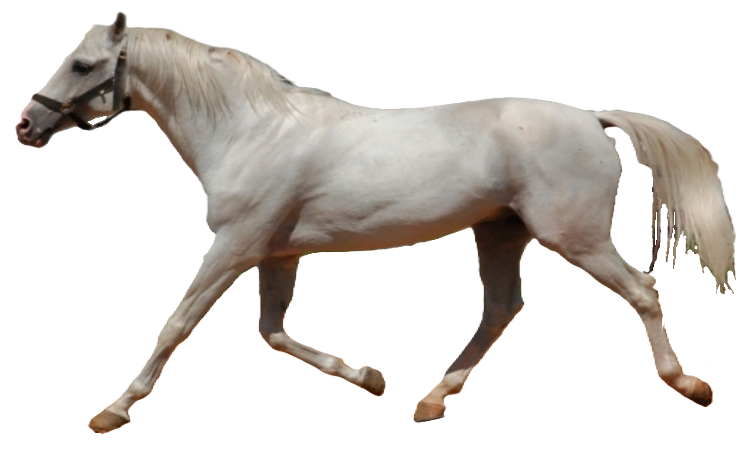 Cavallo Lokai
