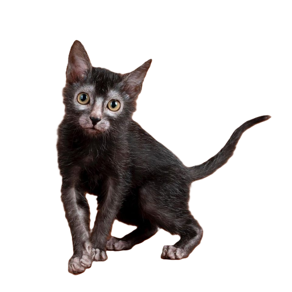 Lykoi
