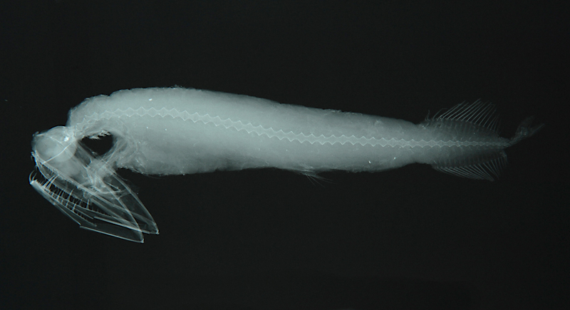 Pesce mandibola