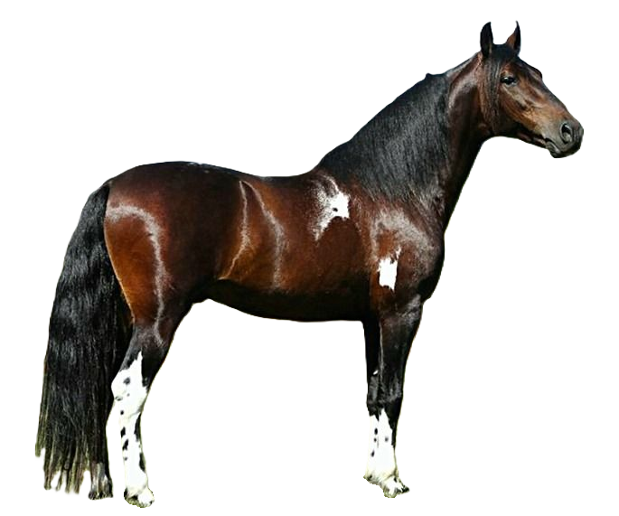 Cavallo Mangalarga Marchador