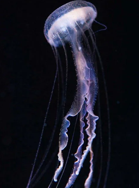 Medusa del fuoco