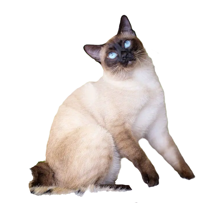 Mekong Bobtail