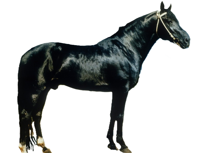 Cavallo Novo Kirghiso