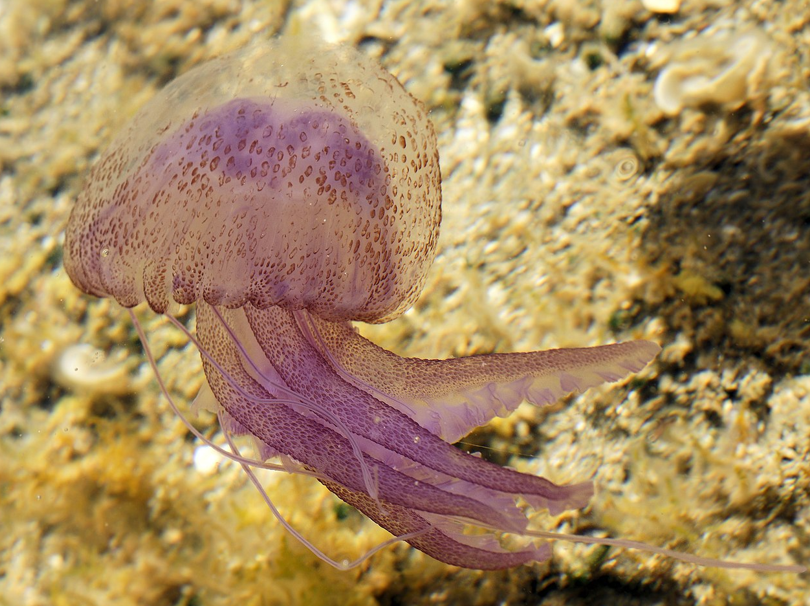 Medusa Perla