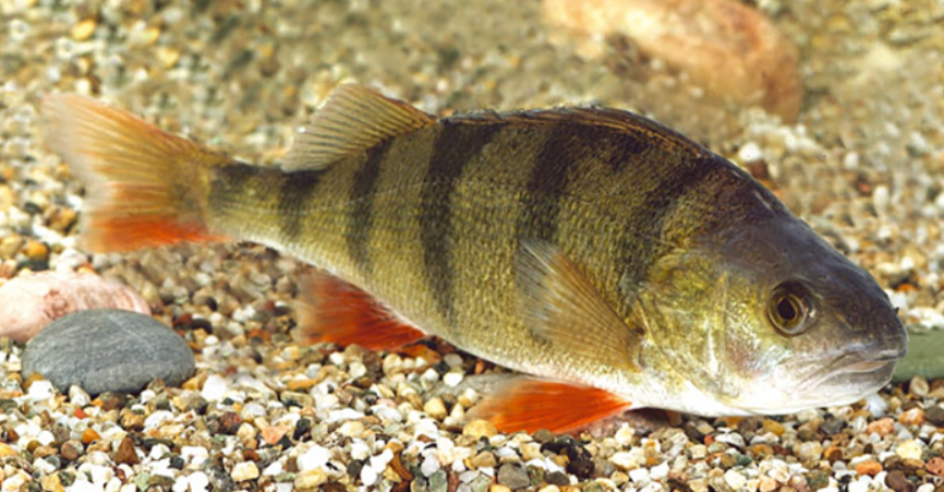 Pesce persico