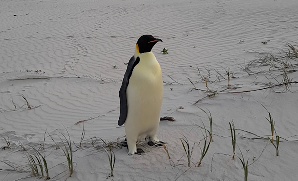Pinguino imperatore