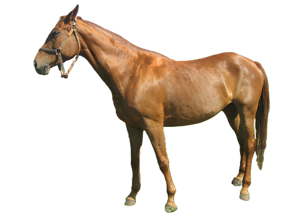 Cavallo Pleven