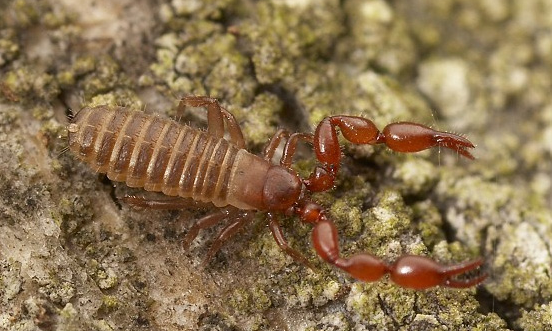 Pseudoscorpioni